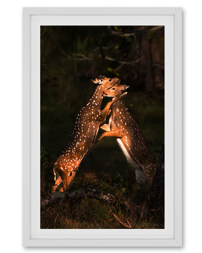 Embrace – Wildlife Canvas Wall Art for Modern Interiors