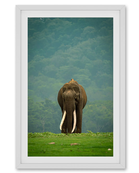 Elephant Green Tusker India - Premium Paper
