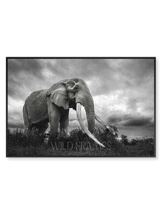 Elephant Black and White - Canvas