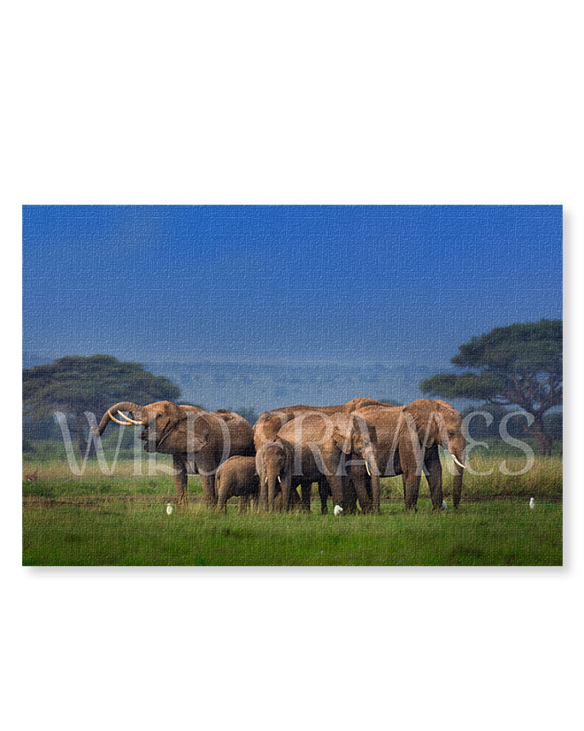 Elephant Community - Canvas