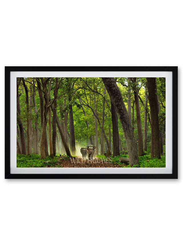 A Quiet Walk in the Wild – Elephant Wall Art - Framed Wall Art