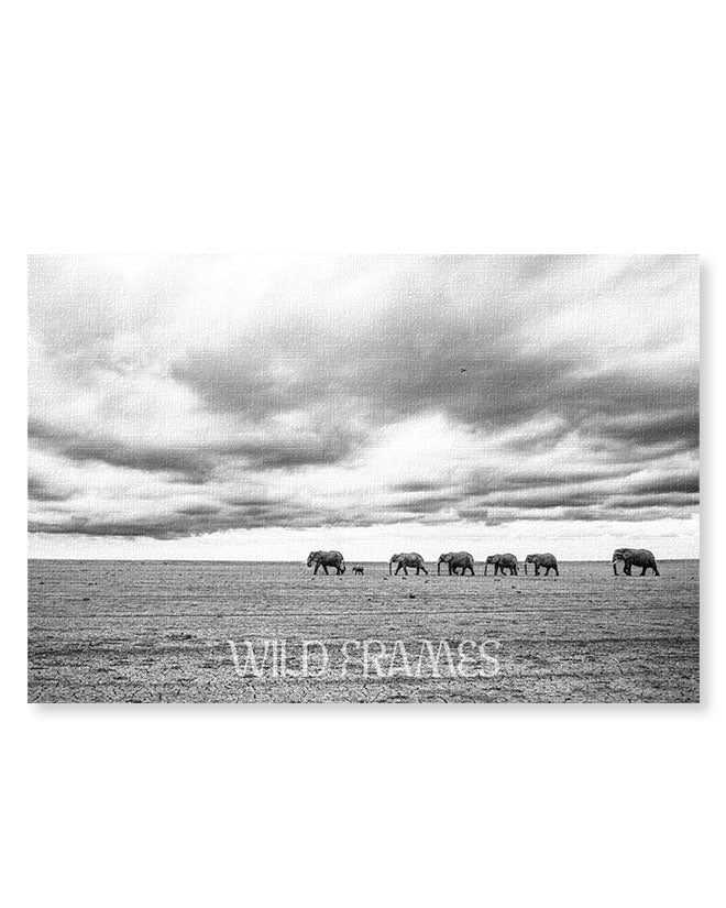 Elephants to the Bridge Black and White - Canvas
