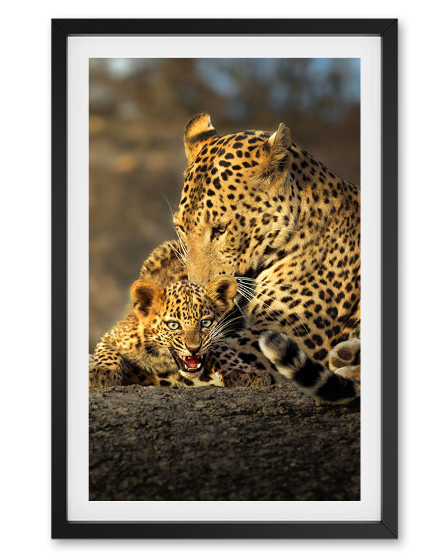 Leopard Mothers Love India - Premium Paper