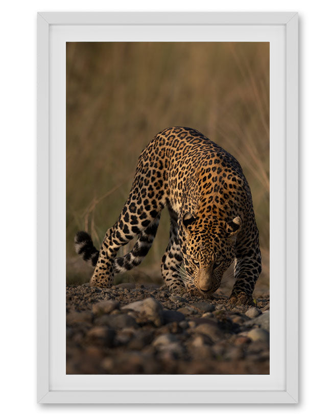 Prowl – Leopard Canvas for Bold, Nature- Inspired Spaces