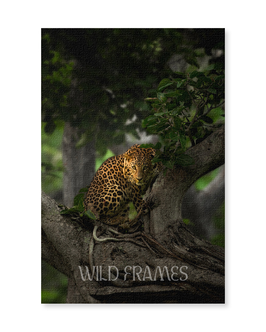 Shadow light – Leopard Tree Canvas for Luxe Nature Decor