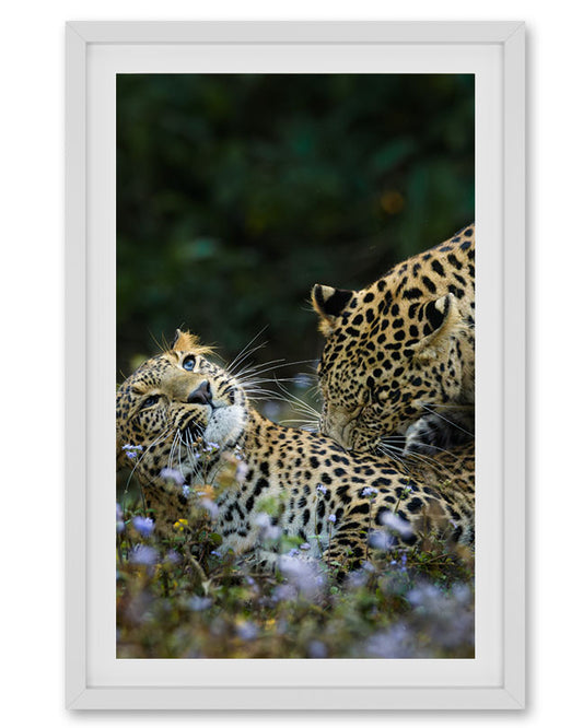 Leopard love India - Premium Paper