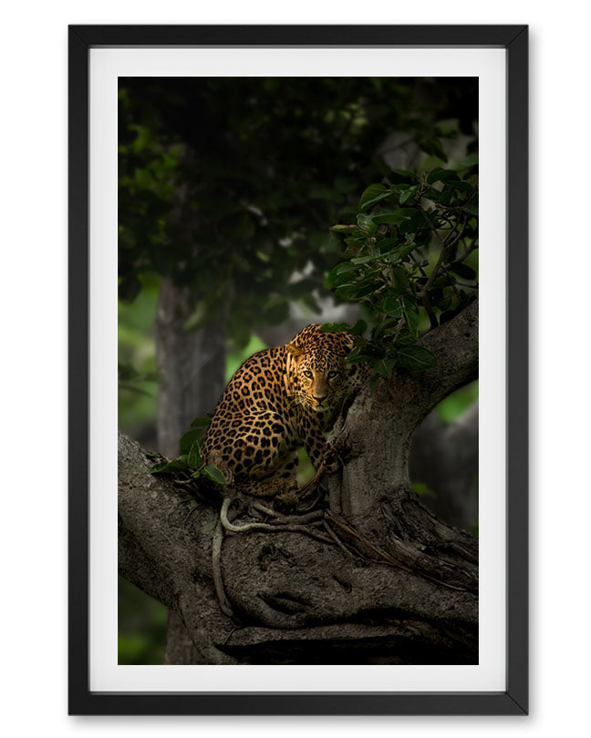 Shadow light – Leopard Tree Canvas for Luxe Nature Decor