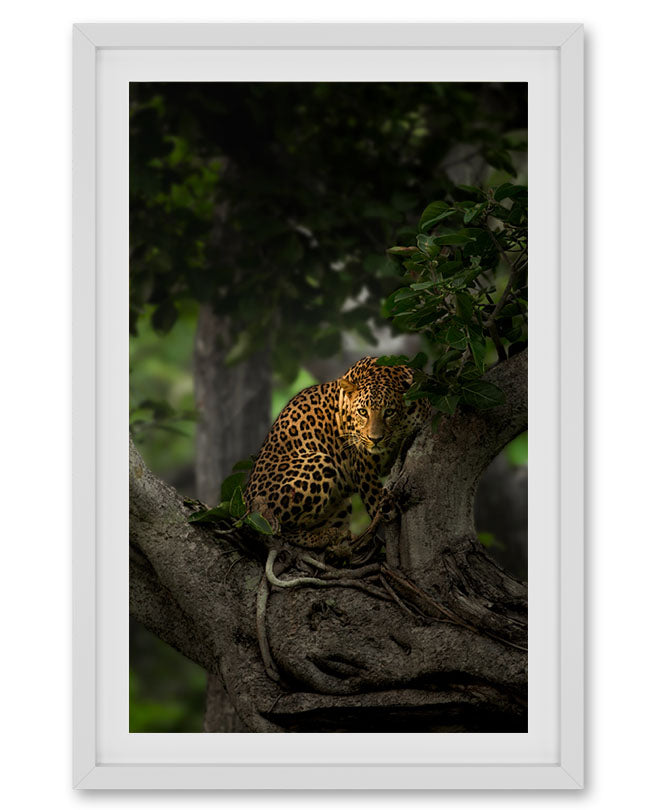 Shadow light – Leopard Tree Canvas for Luxe Nature Decor