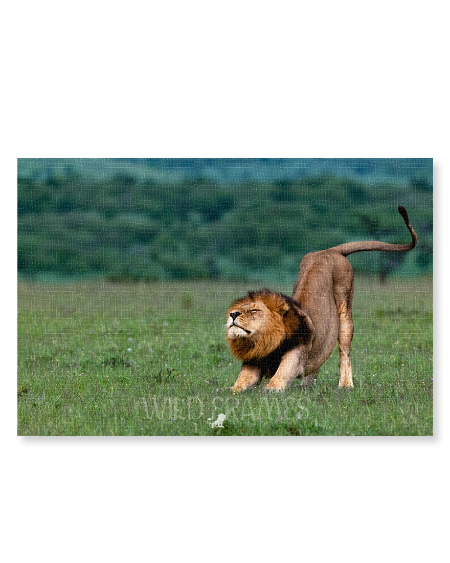 Lion After Sleep - Canvas