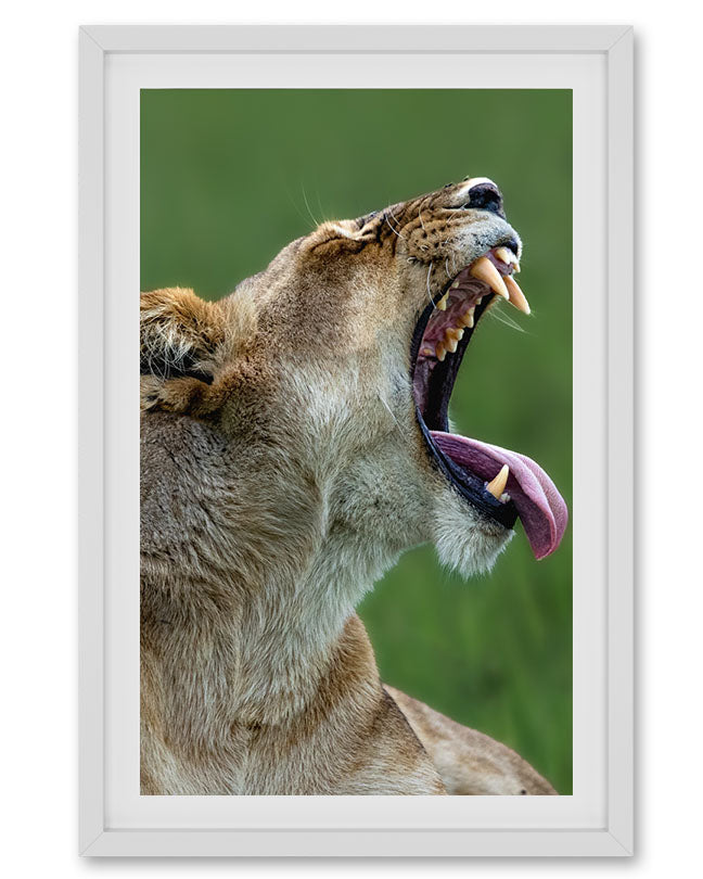 Lioness Yawning Close-Up – Wildlife Premium paper Wall Art | Safari Animal Photography Print