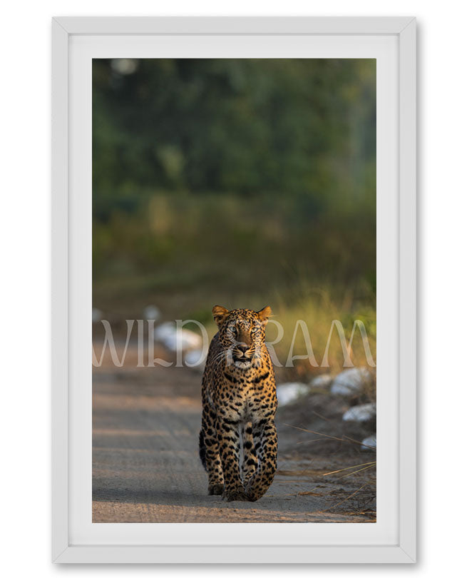 Stare – Leopard photo frame Wall Art for Refined Interiors