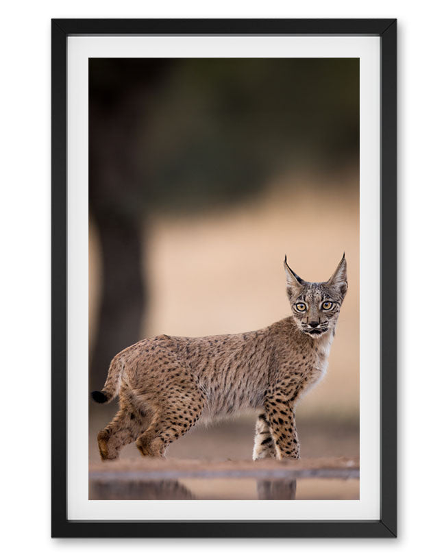 Mountain Cat Europe - Premium Paper