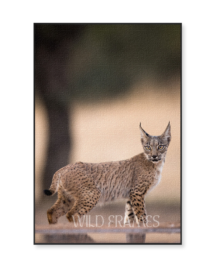 Mountain Cat - Canvas