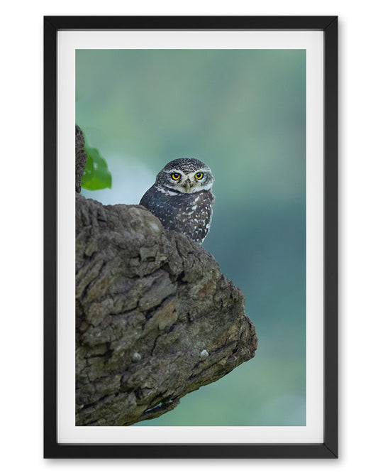 Watch – Owl Portrait Canvas for Minimal, Mindful Interiors