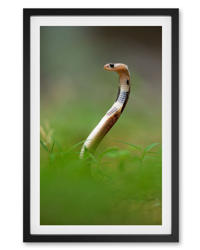 Snake Hissing Side India - Premium Paper