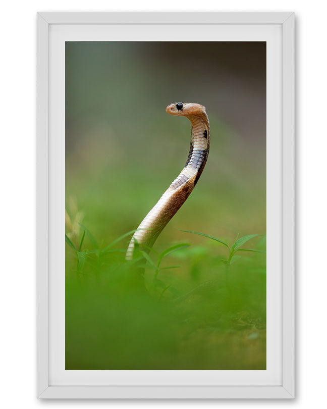 Snake Hissing Side India - Premium Paper