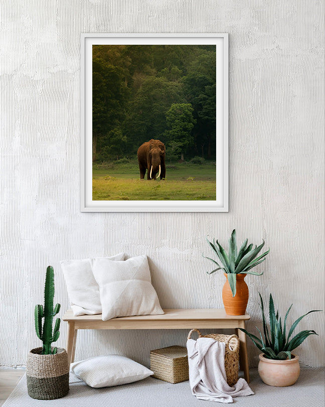 Elephant Tusker India- Premium Paper