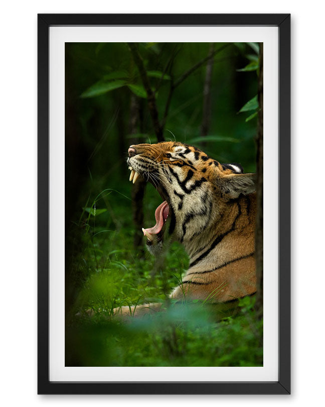 Tiger India - Premium paper