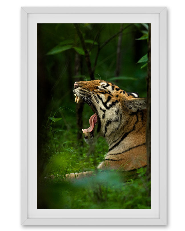 Reign – Tiger Canvas Wall Art for Bold Interior Spaces