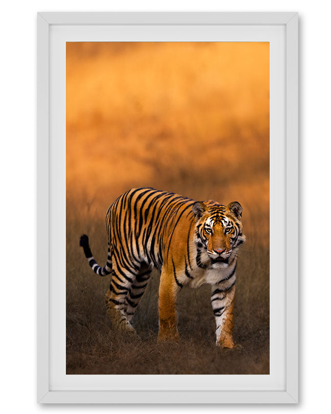 Aura – Tiger Canvas Art for Warm Interior Spaces