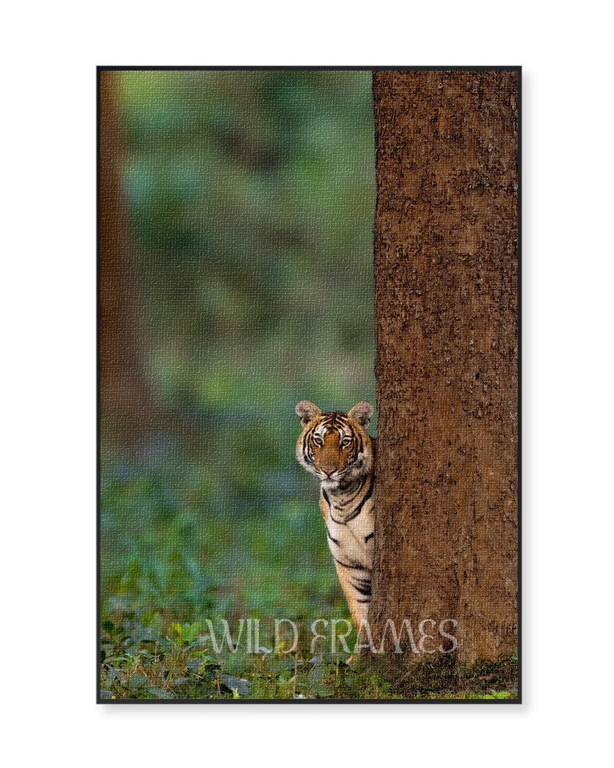 Tiger Shammi - Canvas