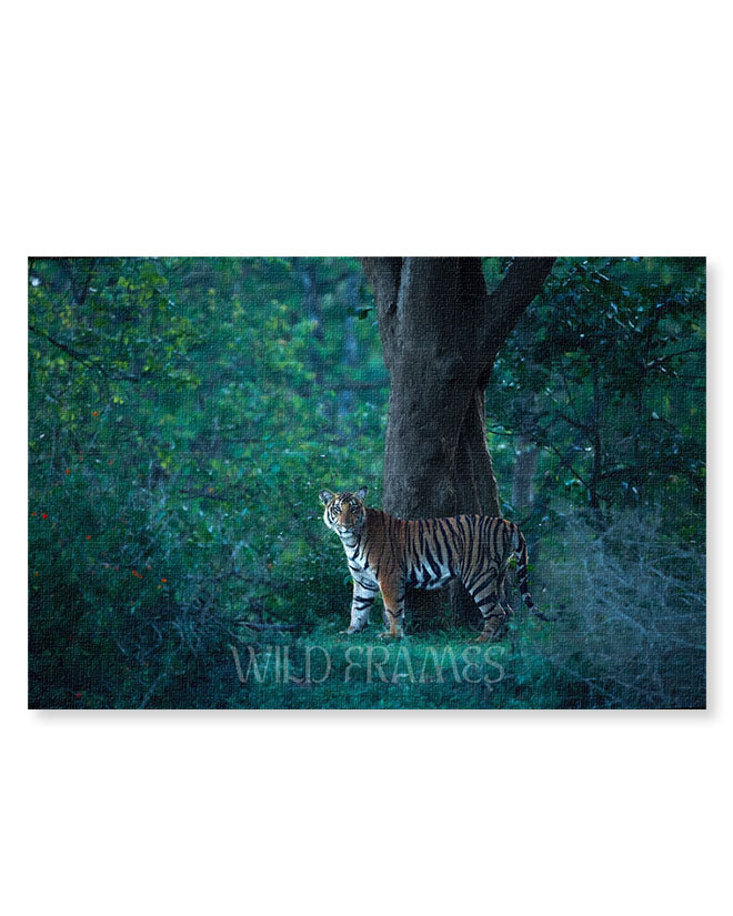 Tiger Under Tree - Canvas