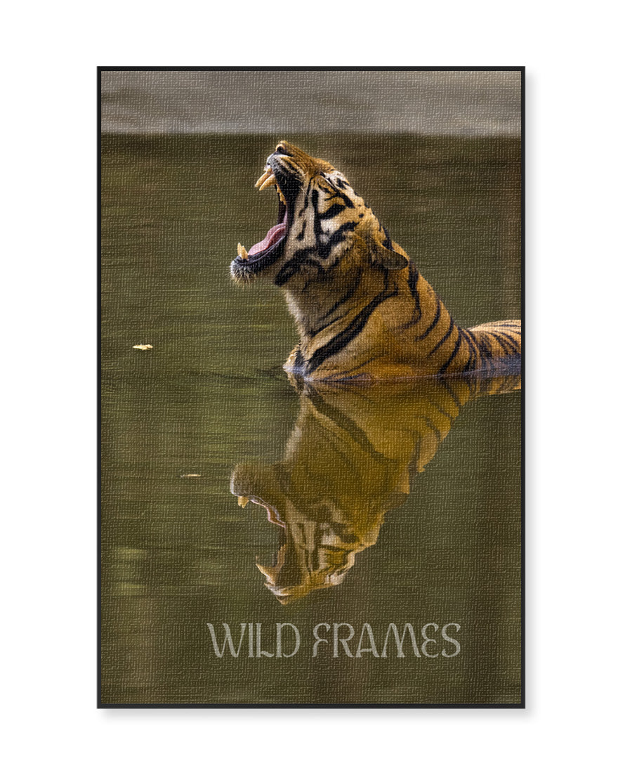 Tiger Yawning in Water - Canvas