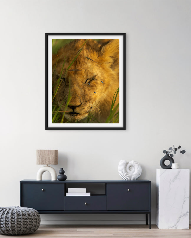Lion Cub and Flies India - Premium Paper
