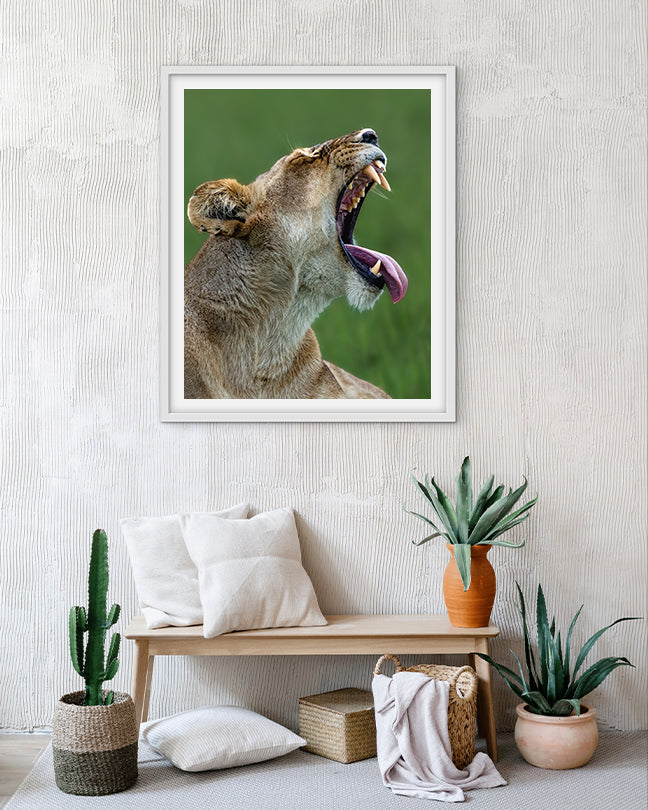 Lioness Yawning – Wildlife Premium Paper Wall Art | Photography Print