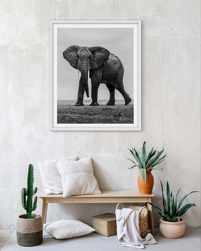 Elephant Black and White - Premium Paper