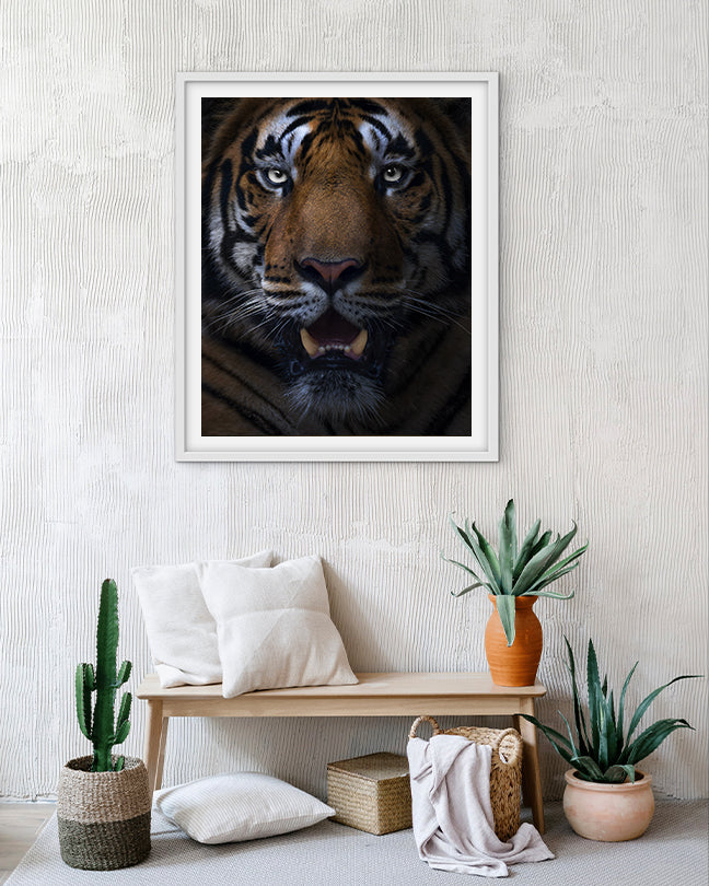 Gaze – Tiger Close-Up premium paper for Bold Interior Design