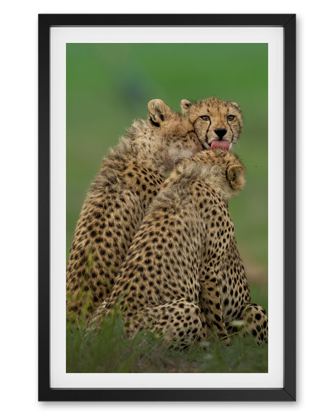 Big Cat Collections