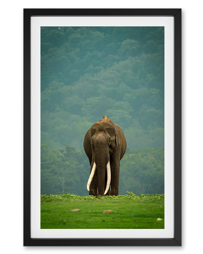 Elephant Collections