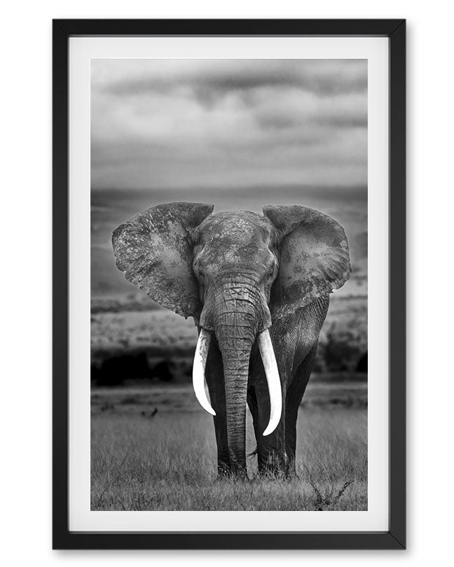 Black and White Elephant - Premium Paper