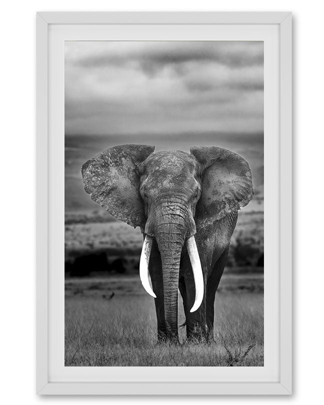 Black and White Elephant - Premium Paper