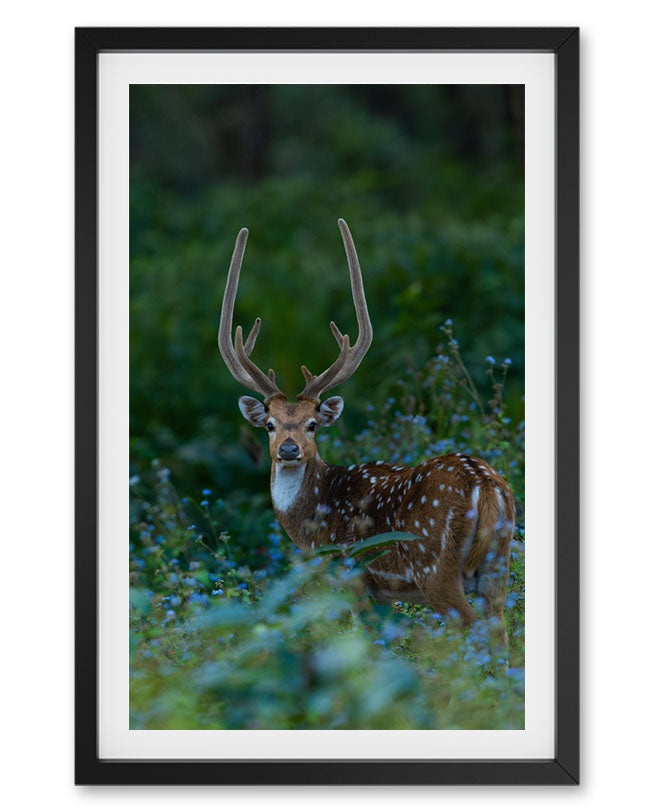 Deer Portrait India - Premium paper