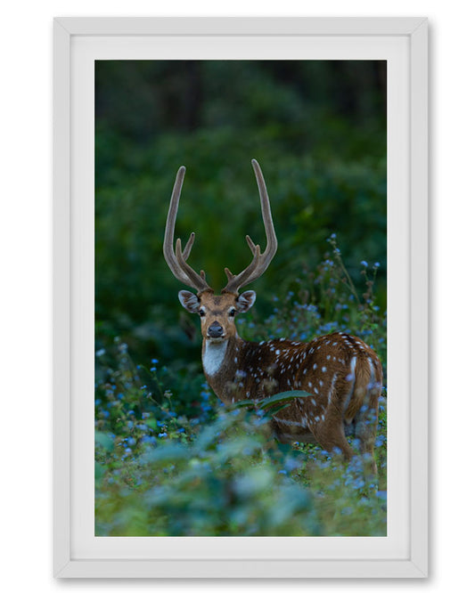 Deer Portrait India - Premium paper
