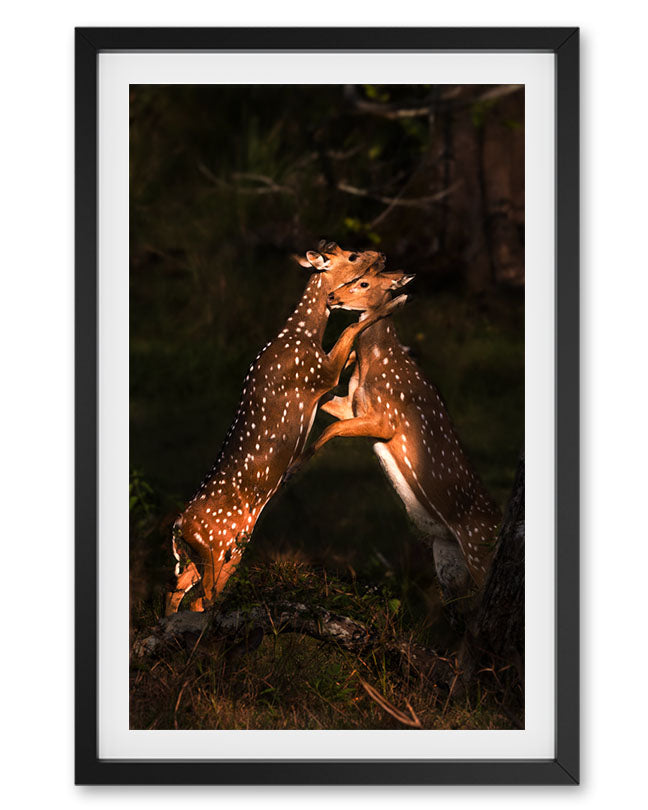 Embrace – Wildlife Canvas Wall Art for Modern  Interiors
