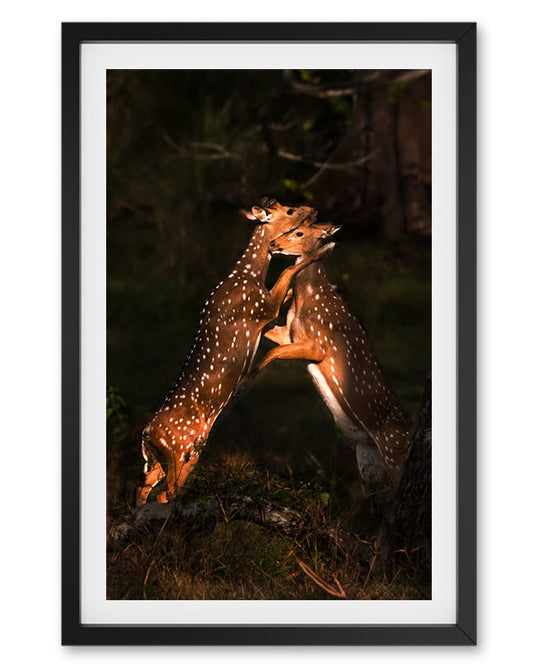 Deer Hugging India - Premium Paper