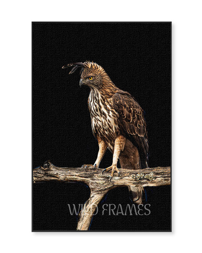 Regal Silence — A majestic crested hawk-eagle  poised on a rustic branch. For spaces that speak  power, stillness, and wild beauty.