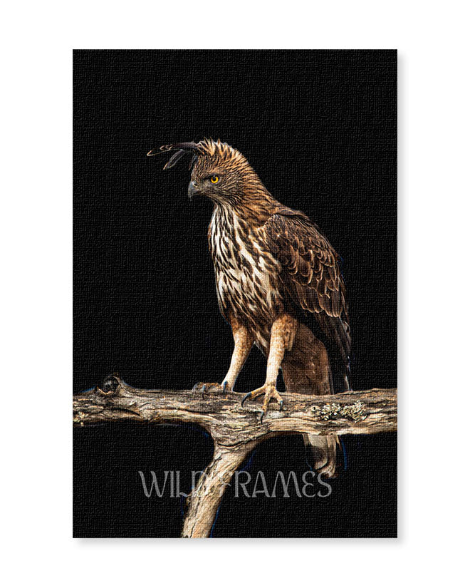 Regal Silence — A majestic crested hawk-eagle  poised on a rustic branch. For spaces that speak  power, stillness, and wild beauty.