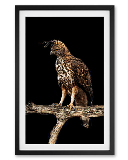 Eagle Hair Styled India - Premium Paper