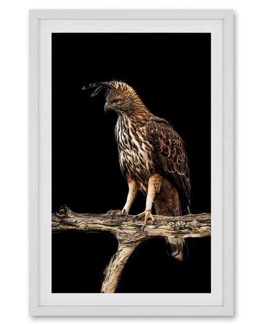 Regal Silence — A majestic crested hawk-eagle  poised on a rustic branch. For spaces that speak  power, stillness, and wild beauty.