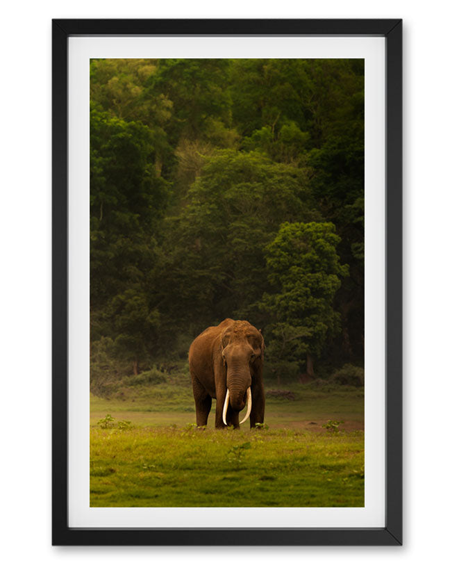 Elephant Tusker India- Premium Paper