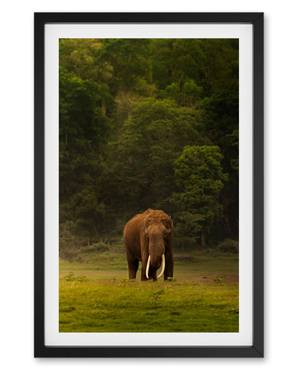 The Heart of India: A Majestic Tusker Stands Proud in the Heart of Nature, a Symbol of Strength, Grace, and Wild Beauty-premium paper
