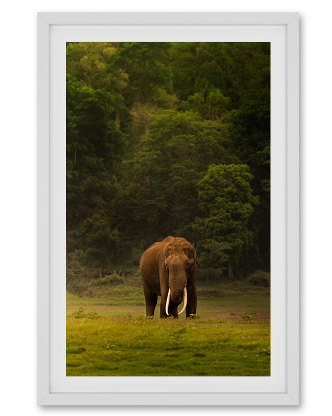 Elephant Tusker India- Premium Paper