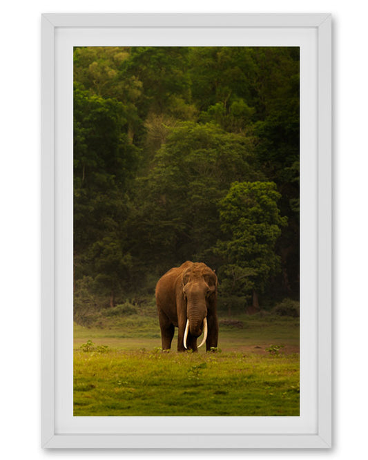 Elephant Tusker India- Premium Paper