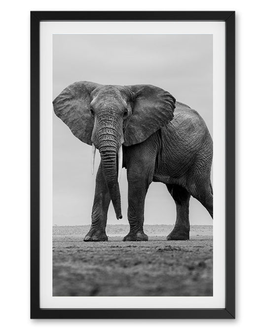 Majestic Giant – Black & White Elephant Portrait