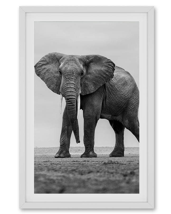 Elephant Black and White - Premium Paper