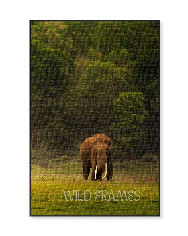 The Heart of India: A Majestic Tusker Stands Proud in the Heart of Nature, a Symbol of Strength, Grace, and Wild Beauty-canvas